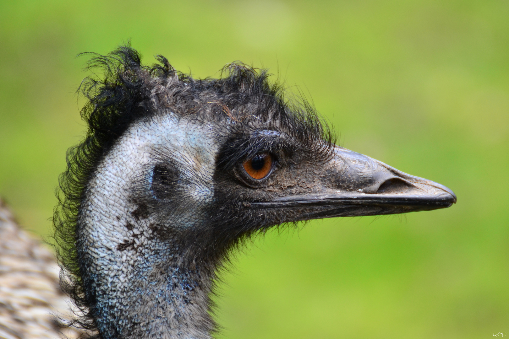 Emu