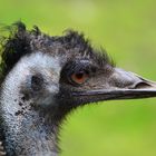 Emu