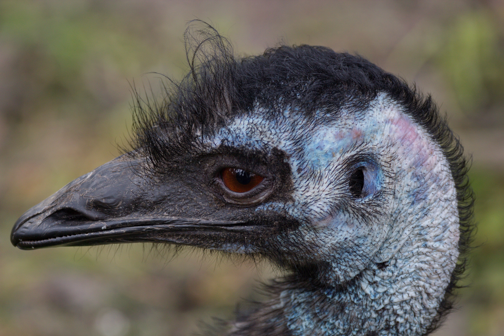 Emu