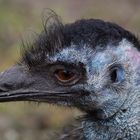 Emu