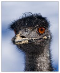 - Emu -