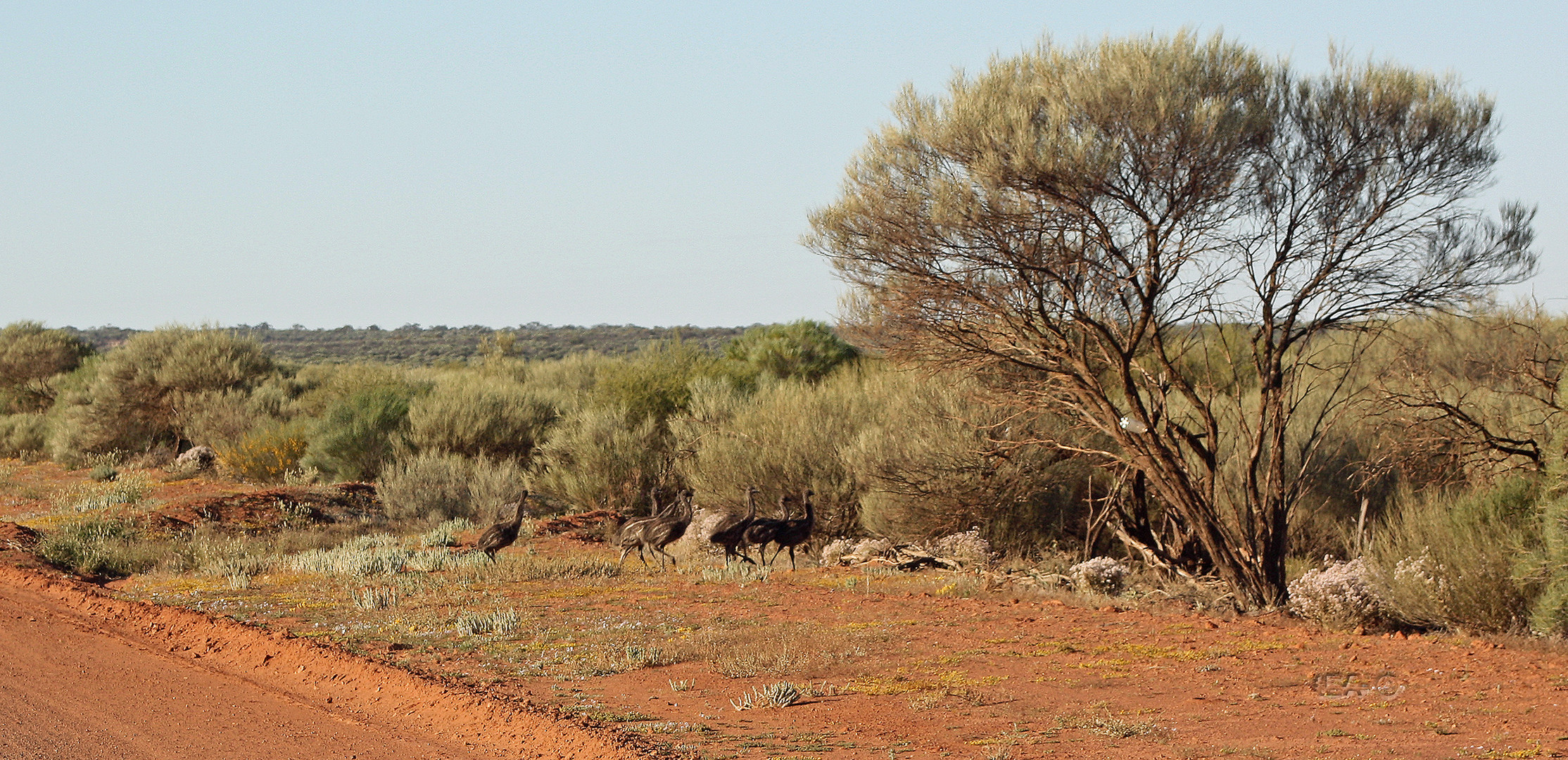 Emu Crossing