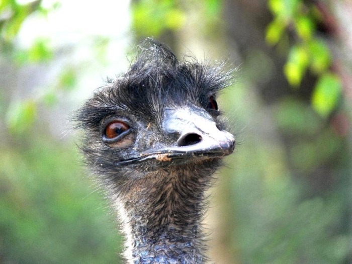 Emu