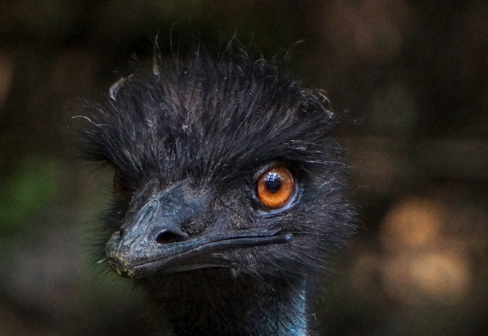 Emu