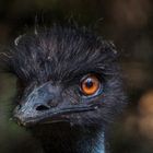 Emu