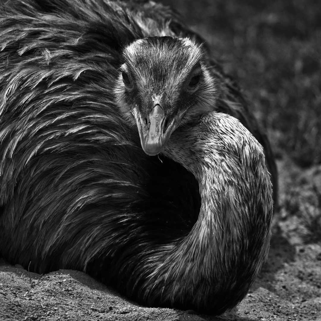 Emu