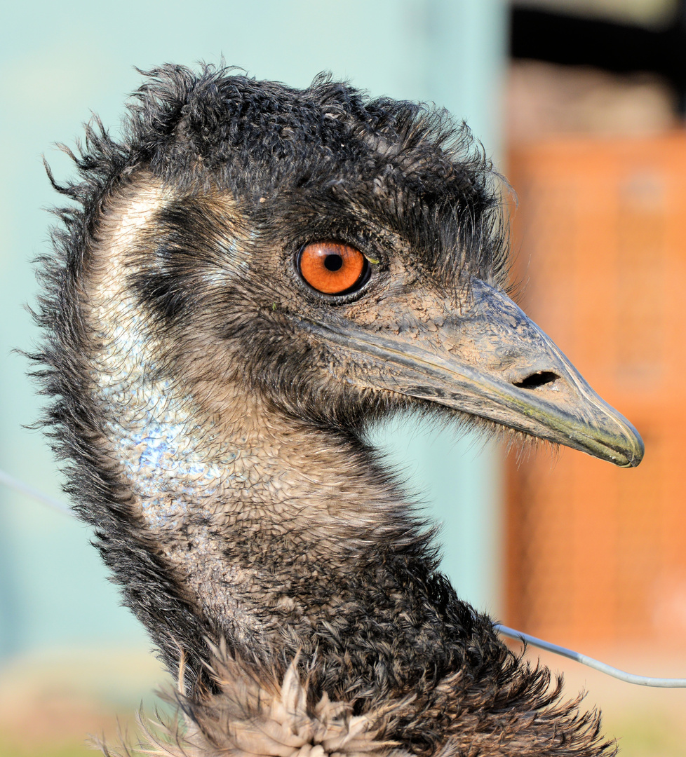 Emu