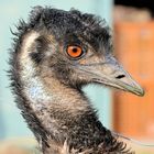 Emu