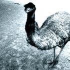 emu