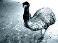 emu von Pesci 