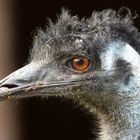 Emu-Dame