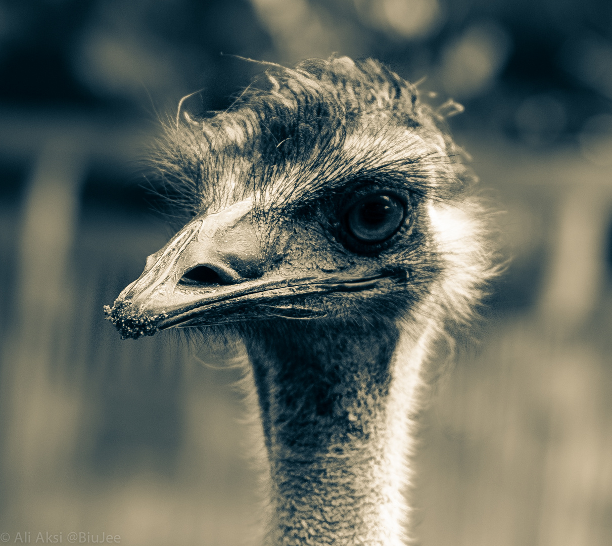 Emu