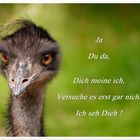  Emu - der Spanner -