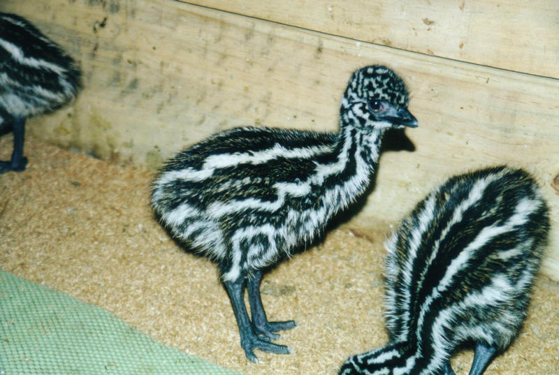 Emu