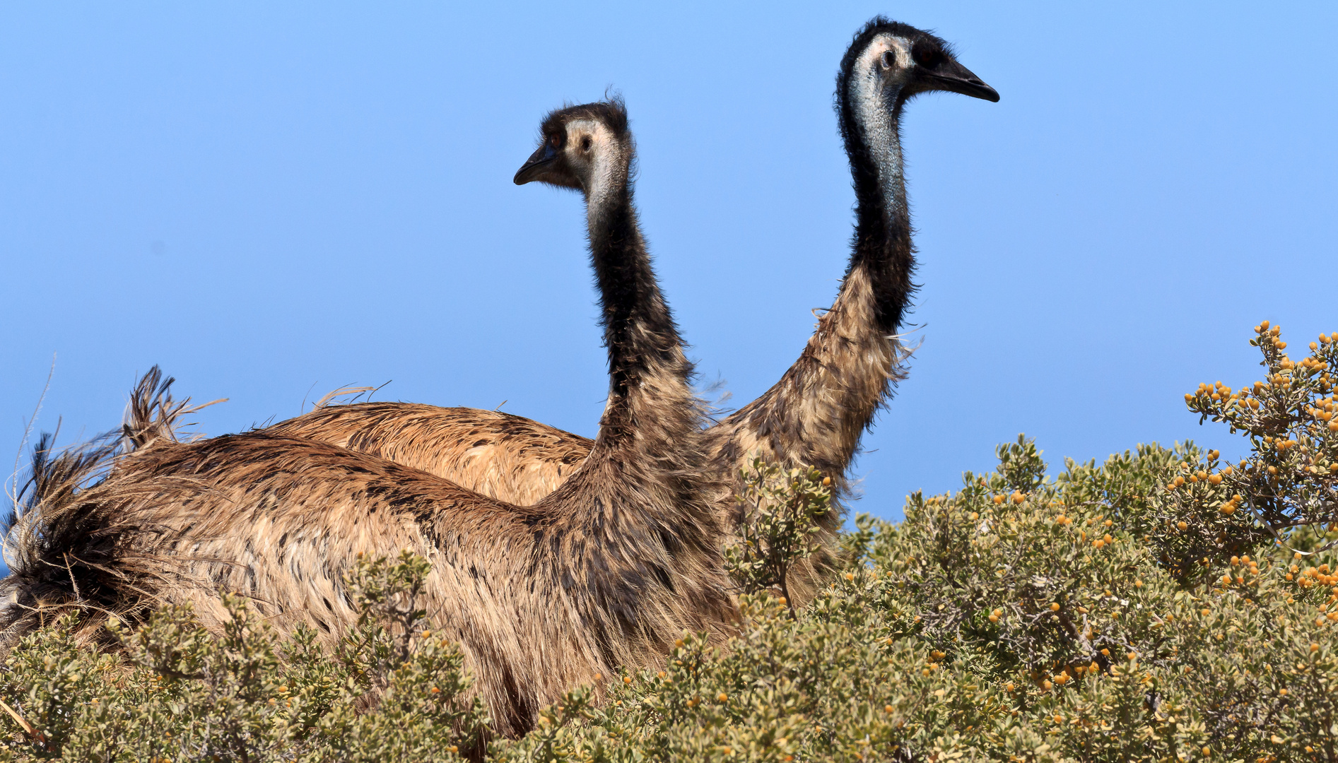 Emu Doppel