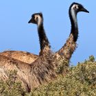 Emu Doppel