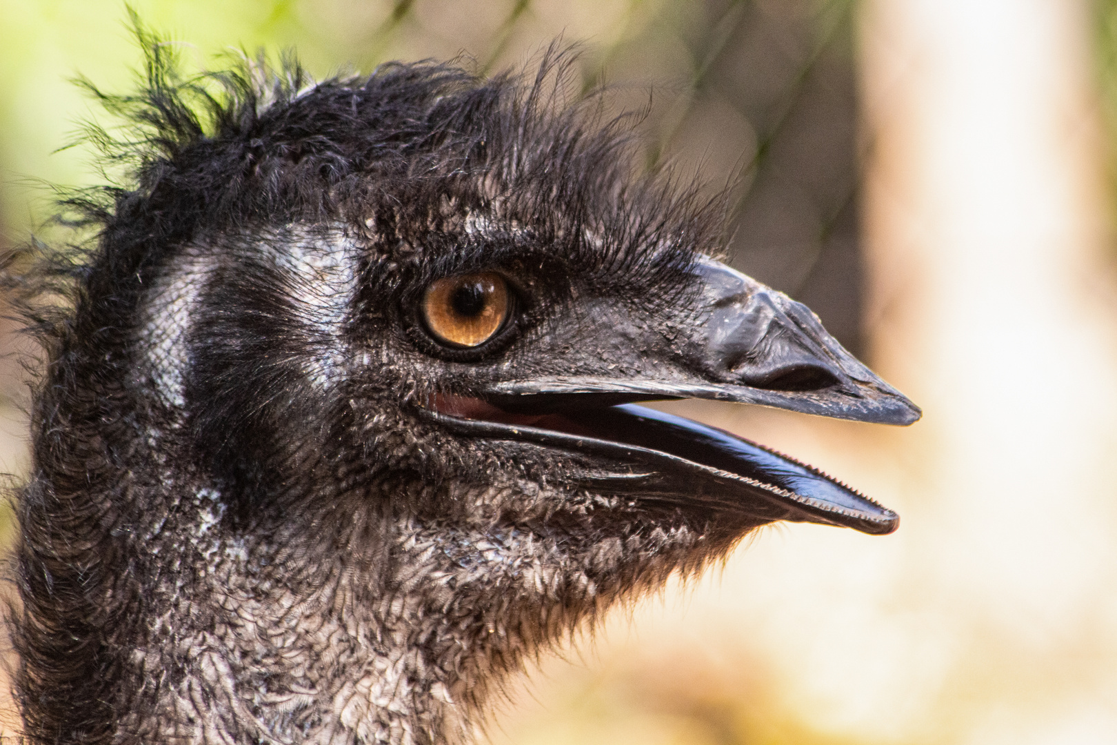 Emu (Dromaius)