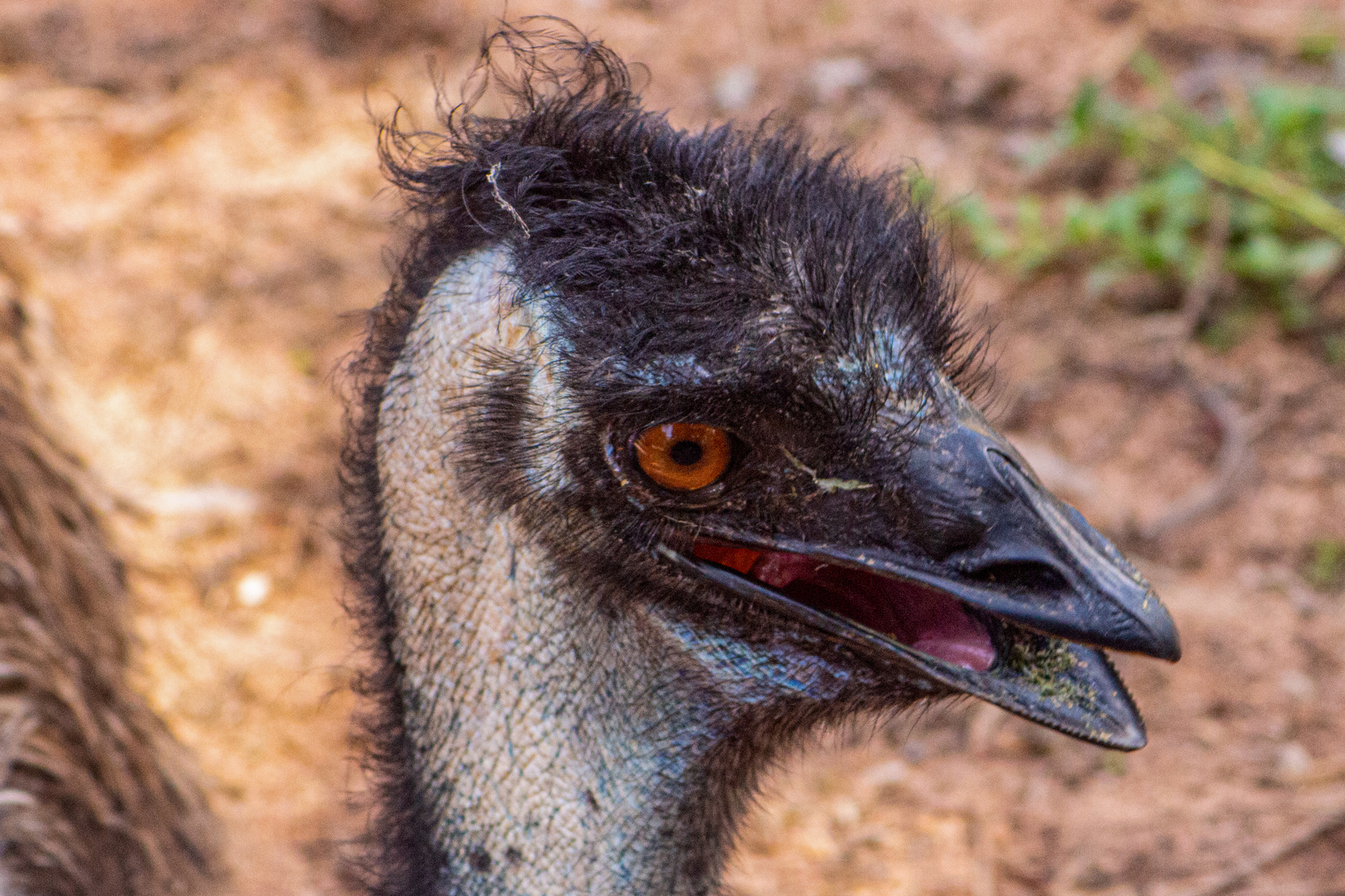 Emu (Dromaius)