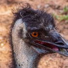 Emu (Dromaius)