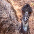 Emu (Dromaius)