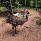 Emu (Dromaius)