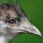 EMU (Dromaius), Dromaius, Emú