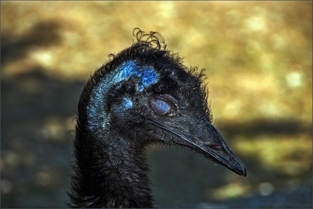 Emu (Dromaius novaehollandiae)