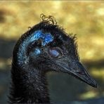 Emu (Dromaius novaehollandiae)