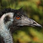 Emu...