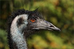 Emu...