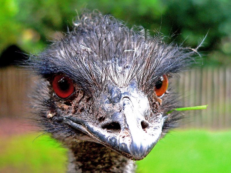 Emu