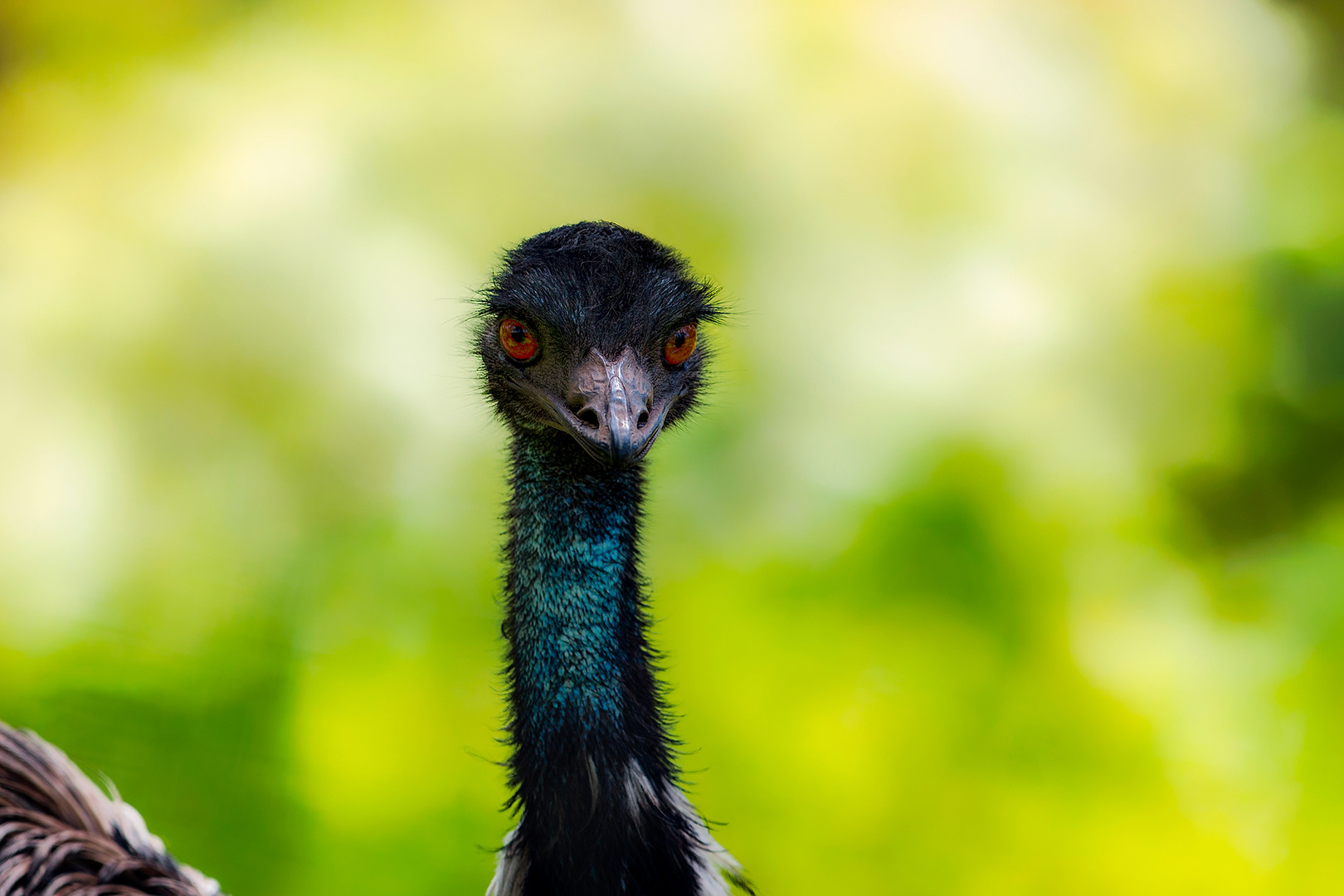 EMU