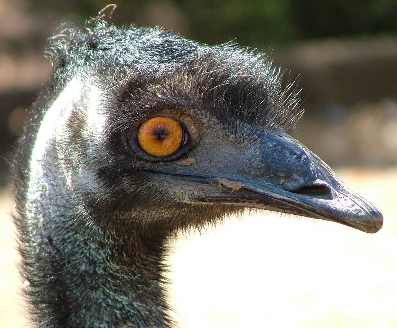 Emu