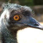 Emu