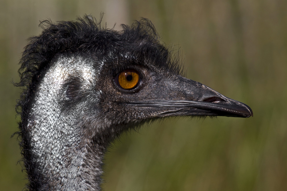 Emu Foto & Bild | tiere, zoo, wildpark & falknerei, vögel Bilder auf fotocommunity