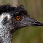 Emu