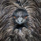 emu