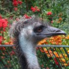 Emu 