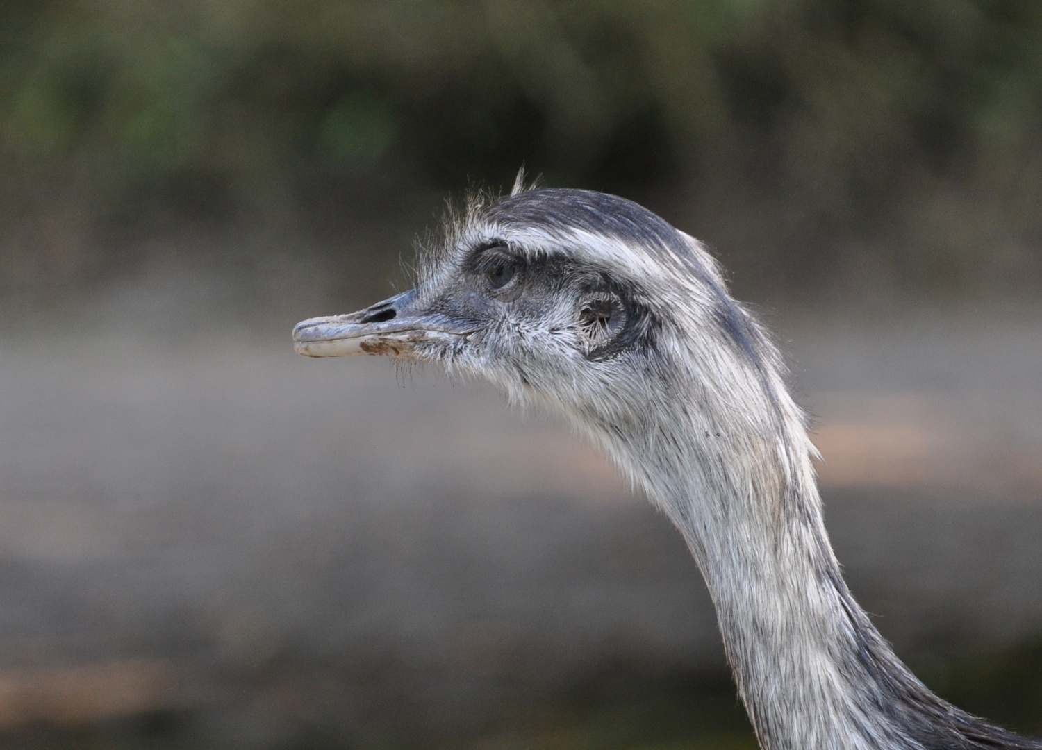 EMU