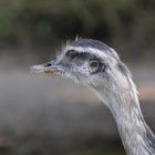 EMU