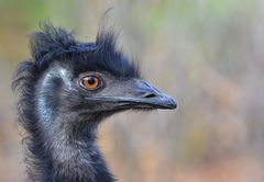 Emu