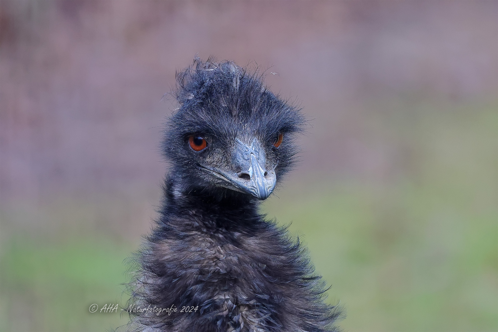 Emu