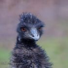 Emu