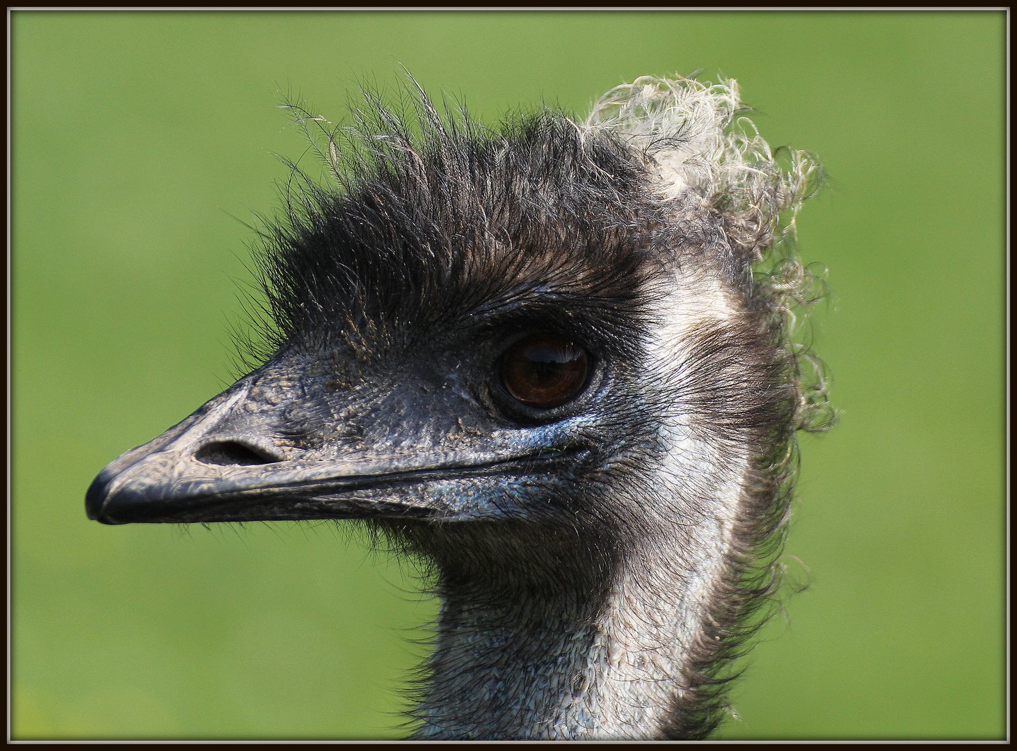 Emu, ein toller Vogel.