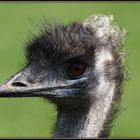 Emu, ein toller Vogel.