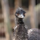 Emu - ein Wuschelkopf
