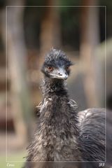 Emu - ein Wuschelkopf