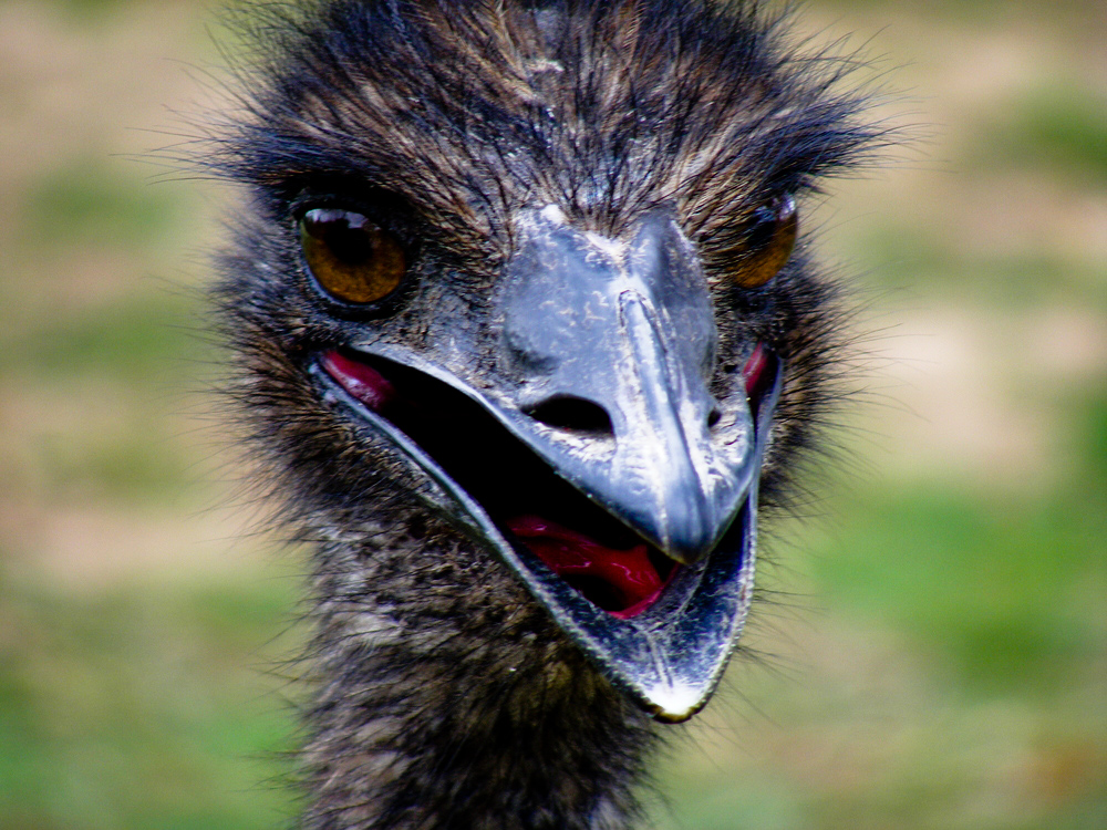 Emu Emu