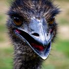 Emu Emu