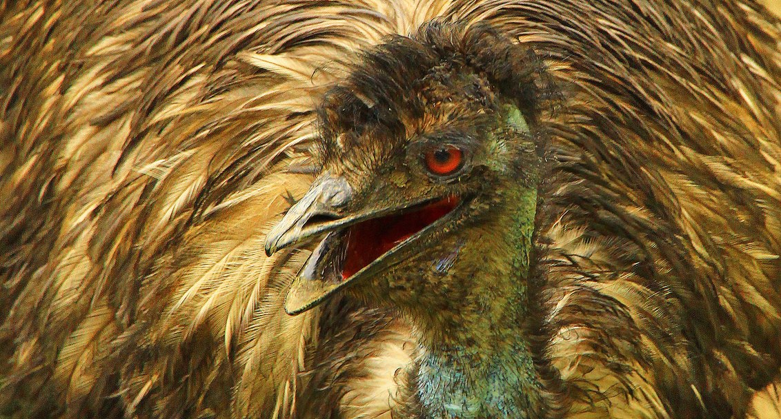 Emu